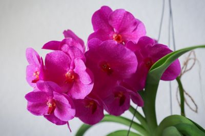 Vanda Pink Beauty