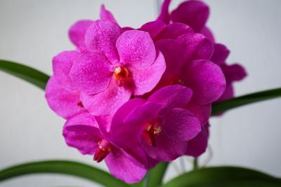 Vanda Pink Beauty