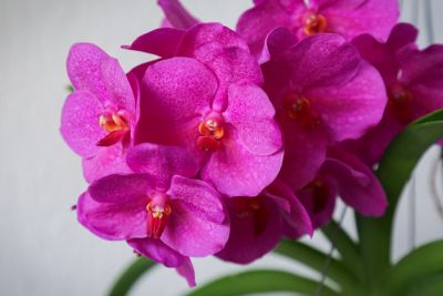 Vanda Pink Beauty