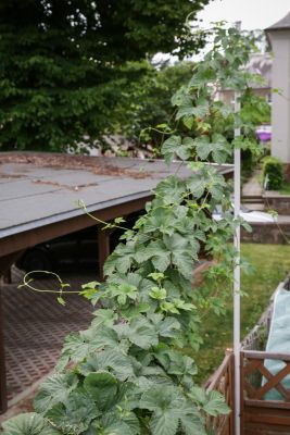 Aromahopfen von oben