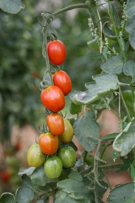 Tomaten Biogärtnerei Auenhof