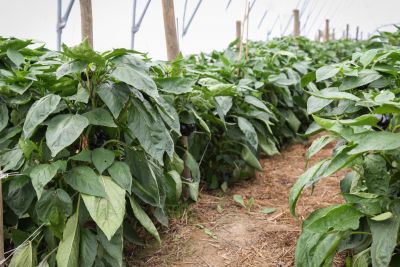 Paprika Biogärtnerei Auenhof