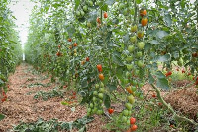 Tomaten Biogärtnerei Auenhof