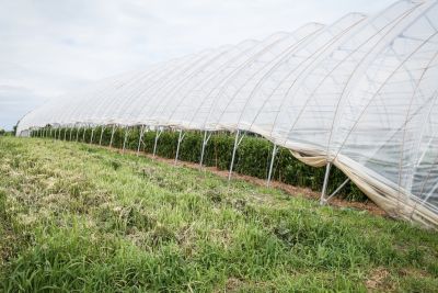 Gewächshäuser Biogärtnerei Auenhof
