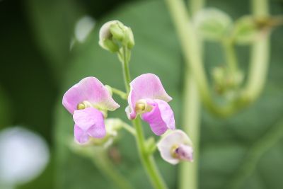 Bohnen Biogärtnerei Auenhof
