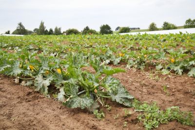 Zucchini Biogärtnerei Auenhof