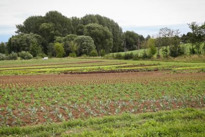 Freilandbeete Biogärtnerei Auenhof