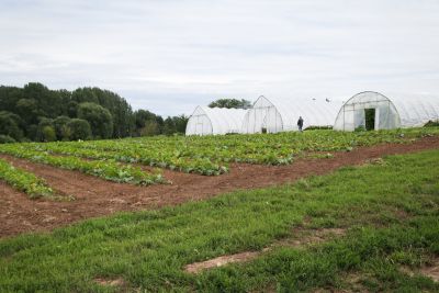 Gewächshäuser Biogärtnerei Auenhof