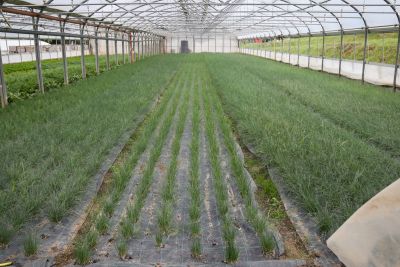 Schnittlauch Biogärtnerei Auenhof