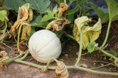 Melone Biogärtnerei Auenhof