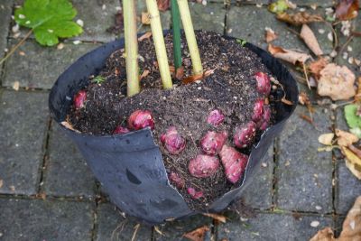 Defekter Kübel durch Knollen