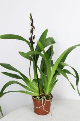 XXL-große Colmanara Massai