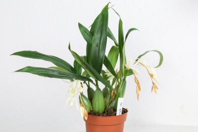 Coelogyne glandulosa