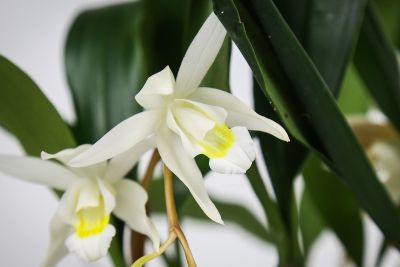 Coelogyne glandulosa