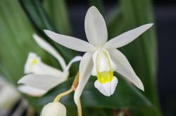 Coelogyne glandulosa