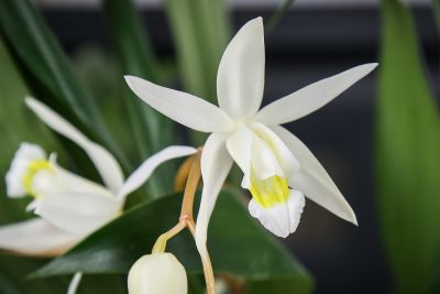 Coelogyne glandulosa