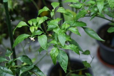 Austriebe & Blüten Chili Cayenne