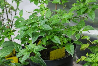 Austriebe Chili 'Aji Lemon'