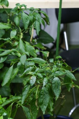 Chili 'Jalapeno Concho'