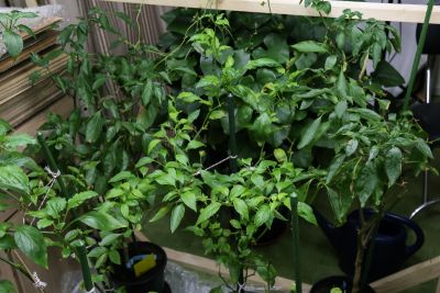 Aktueller Stand Chili 'Jalapeno Concho'