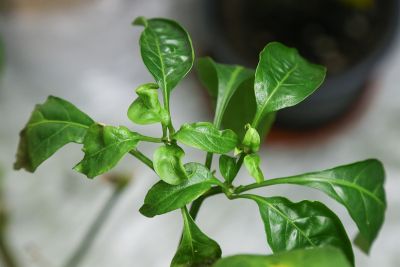 Minimaler Austrieb Kirschpaprika