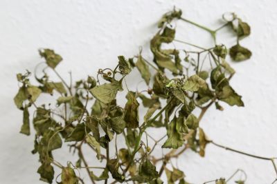 Blattwelke Chili 'Pimento de Padron'