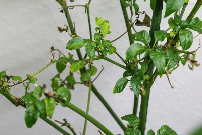 Minimaler Austrieb Chili 'Serrano rot'