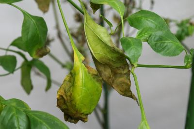 Braune Blätter Chili 'White Wax'