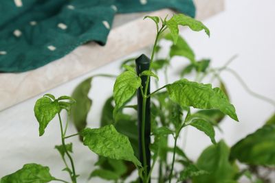 Geiltriebe Chili 'White Wax'