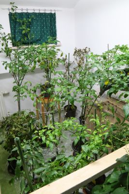 Chili-Pflanzen vier Monate im Winterquartier