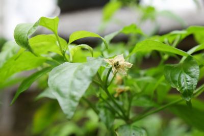 Blüten an Cayenne rot