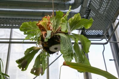 Platycerium angolense Welw. ex Baker