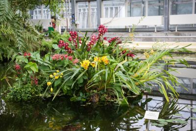 Orchideenschau BoGa Leipzig 2018