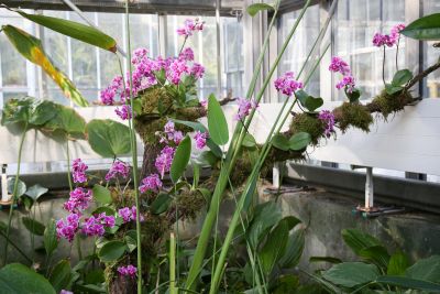 Orchideenschau BoGa Leipzig 2018