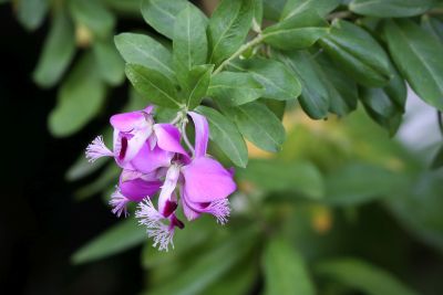 Myrtenblättriges Kreuzblümchen (Polygala myrtifolia)
