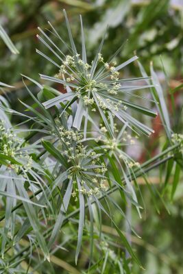Zyperngras (Cyperus alternifolius)