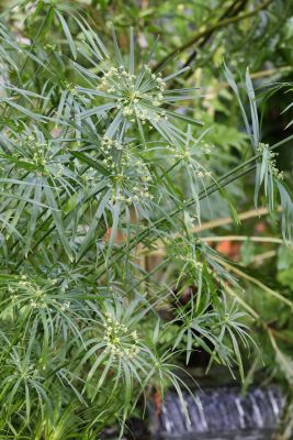 Zyperngras (Cyperus alternifolius)