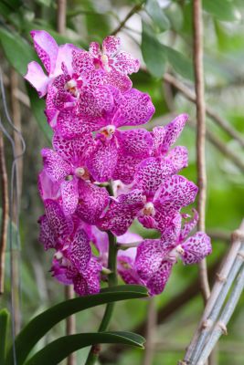 Vanda Hybride