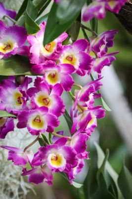 Dendrobium spec.