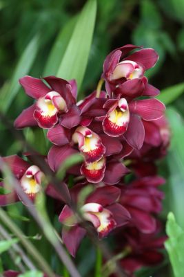 Cymbidium spec.