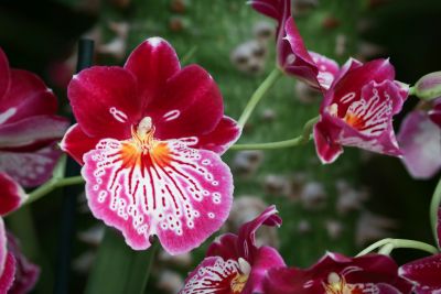 Miltonia spec.