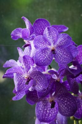 Vanda Hybride