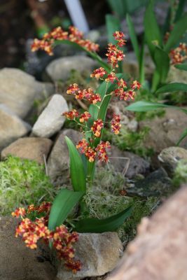 Oncidium Tiny Twinkle