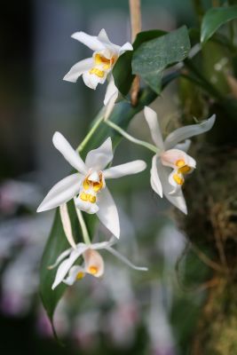 Coelogyne punctulata