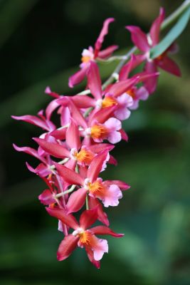 Burrageara spec.