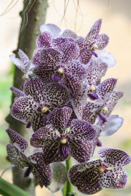 Vanda Hybride
