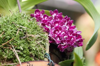 Rhynchostylis gigantea 'Spots'