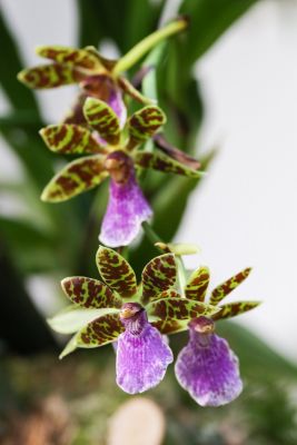 Zygopetalum spec.