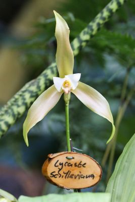Lycaste schilleriana