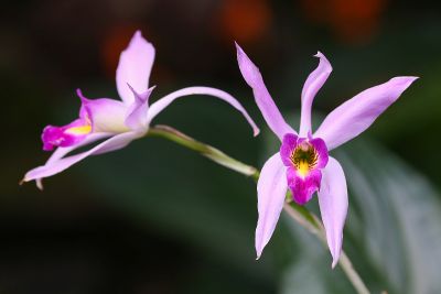 Laelia anceps
